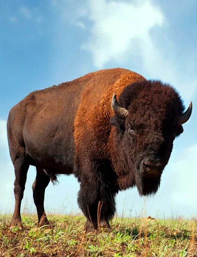 Descargar Buffalo and Bison Sounds – Tonos de Llamada Gratis - Screenshot 1